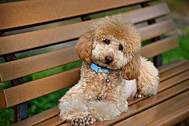 数毛社：《GTA6》是开放世界画面新标杆 可能不会有60FPS性能模式